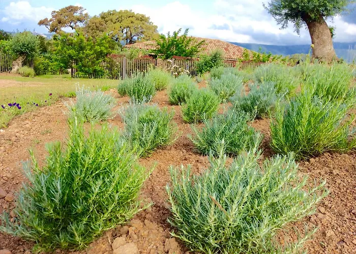 Clos Simoni