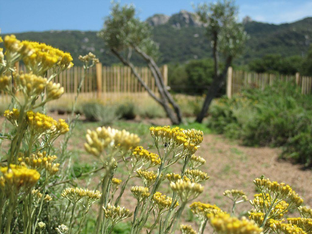 Clos Simoni * Figari (Corsica)